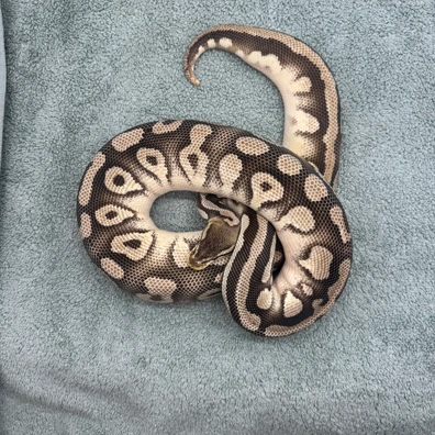 Orange Dream Pastave 100% Het Desert Ghost Female - 1700g Ball Python - female for sale from Geordie Genes - Morphs and Mutations