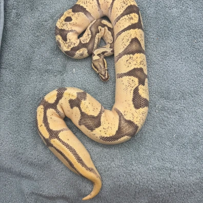 Orange Dream Enchi Fire Ball Python - female for sale from Geordie Genes - Morphs and Mutations