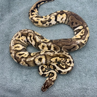 Paradox Sugar Firefly 100% Het Clown Female 1900g Ball Python - female for sale from Geordie Genes - Morphs and Mutations
