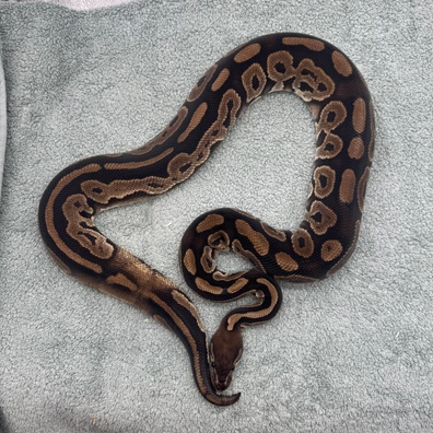 Black Pastel 100% Double Het VPI Axanthic Desert Ghost Poss TH Pied With Ringer Ball Python - female for sale from Geordie Genes - Morphs and Mutations