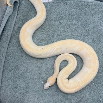 Pastel Special Russo Female 1600g Ball Python - female for sale from Geordie Genes - Morphs and Mutations