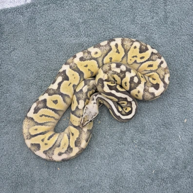 Super Pastel Desert Ghost Female 1700g Ball Python - female for sale from Geordie Genes - Morphs and Mutations