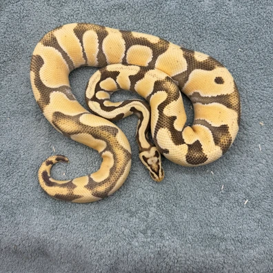 Enchi Pastel Desert Ghost 66% Het Clown 1400g Ball Python - male for sale from Geordie Genes - Morphs and Mutations