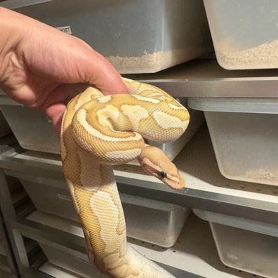 Banana Butter Het Tristripe Ball Python - male for sale from Geordie Genes - Morphs and Mutations