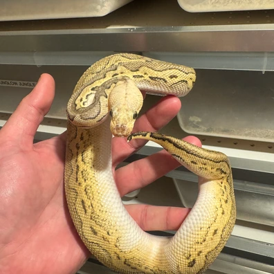 Super Pastel Sugar Clown Ball Python - male for sale from Geordie Genes - Morphs and Mutations