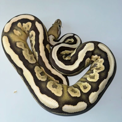 Cinnamon Fire Desert Ghost 66% Het Amur Ball Python - male for sale from Rub My Ballz