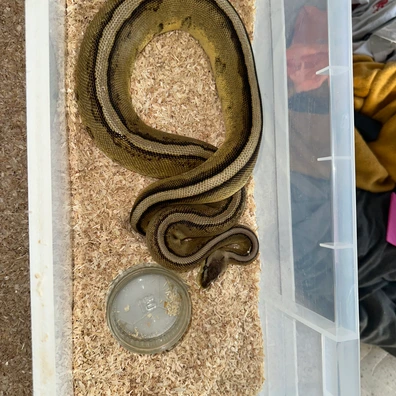 Pastel Enchi Genetic Stripe Ball Python - male for sale from Rub My Ballz