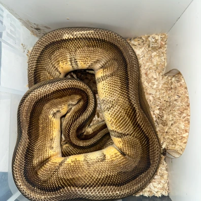 Pastel Genetic Stripe Ball Python - unknown for sale from Rub My Ballz