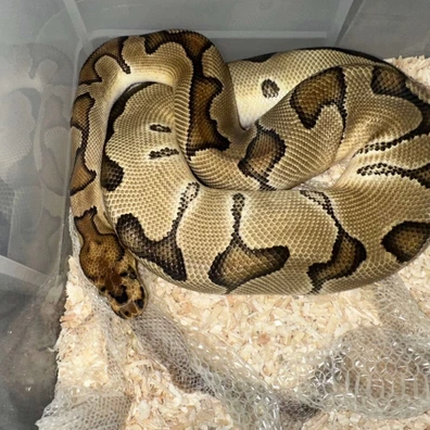 Enchi Blade Clown Ball Python - female for sale from Rub My Ballz