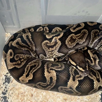 Ghi Het Clown Ball Python - male for sale from Rub My Ballz