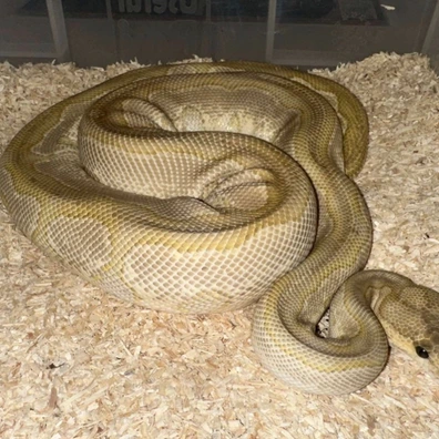 Lesser Blade Clown Ball Python - female for sale from Rub My Ballz