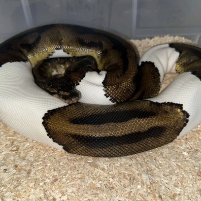 Pied Pastel Pos Yellow Belly Ball Python - female for sale from Rub My Ballz