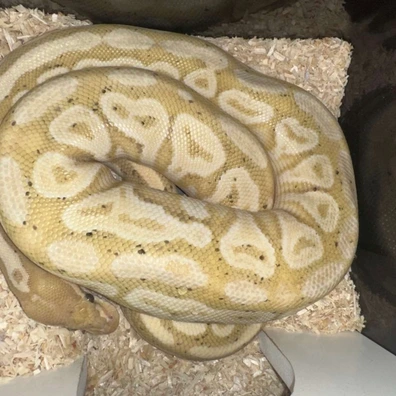 Banana Bongo Het Clown Ball Python - male for sale from Rub My Ballz