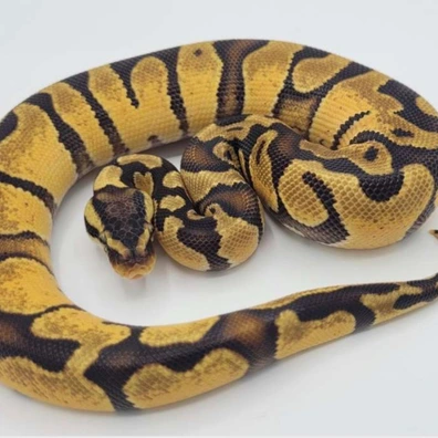 Pastel Enchi Het Monarch Ball Python - male for sale from Rub My Ballz