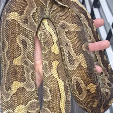 Enchi Leopard Mojave 50% Het Desert Ghost Ball Python - female for sale from Rub My Ballz