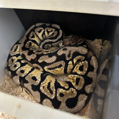 Batman Makers Ball Python - unknown for sale from Rub My Ballz