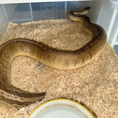 Champagne Leopard Enchi Ball Python - female for sale from Rub My Ballz