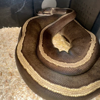 Ghi Mojave Genetic Stripe Ball Python - female for sale from Rub My Ballz