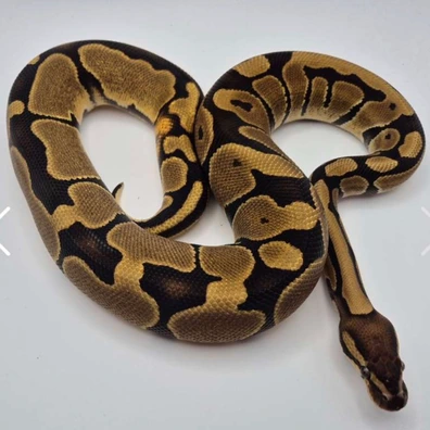 Double Het Lavender Albino Pied Ball Python - female for sale from Rub My Ballz