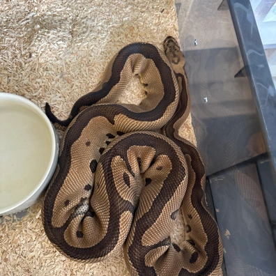 Leopard Clown Ball Python - male for sale from Rub My Ballz