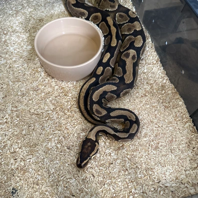 Classic 100% Het Pied Ball Python - female for sale from Rub My Ballz