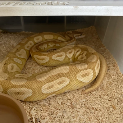 Banana Mojave Ball Python - male for sale from Rub My Ballz