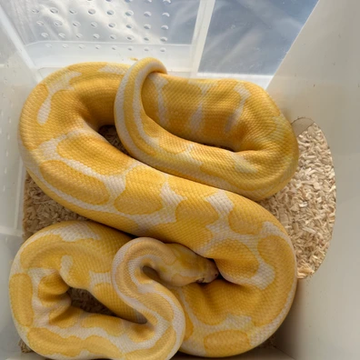 Lavender Albino Het Pied Ball Python - male for sale from Rub My Ballz