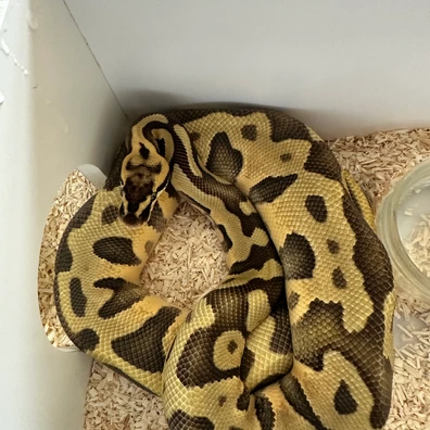 Enchi Leopard Pastel Het Monarch Ball Python - male for sale from Rub My Ballz