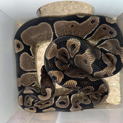 100% Het Monarch Ball Python - female for sale from Rub My Ballz