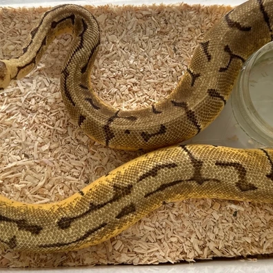 Enchi 66% Het Monarch Ball Python - female for sale from Rub My Ballz