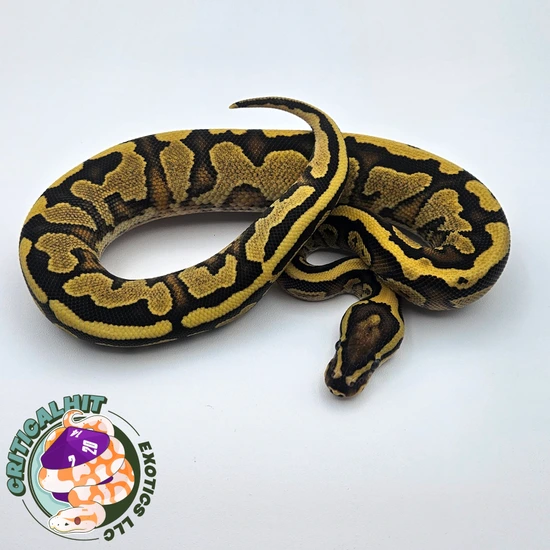 Fire Yellowbelly Het Pied 66% Het Lavender Ball Python by Critical Hit ...