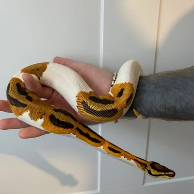CB25 OD Pied 50% Het Sunset Ball Python - male for sale from Ghost exotics