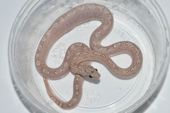 Picture of Tessera Ghost Bloodred Corn Snake by Ghost House Corn Snakes