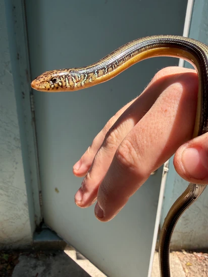 Eastern Glass Lizard Legless Lizard by Giant Radioactive Turtle