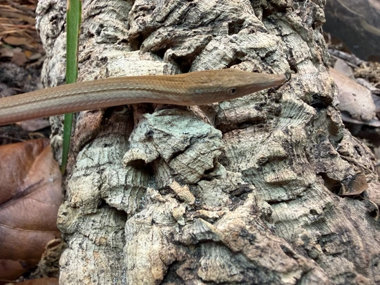 Young Burton’s Legless Lizard by Giant Radioactive Turtle