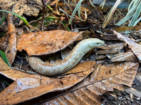 Gorgeous Light Phase Sheltopusiks Legless Lizard by Giant Radioactive ...