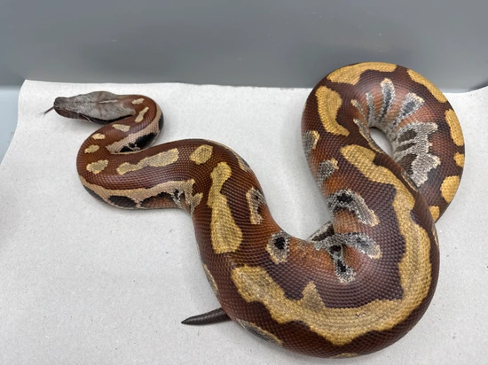100% Het Pale Grey Blood Python by Giantkeeper Reptiles