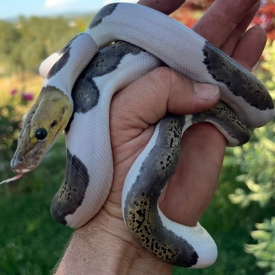 Gideon Pythons - MorphMarket