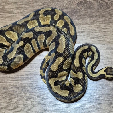 Pastel Enchi Chocolate Het Clown Ball Python - male for sale from CG Morphs