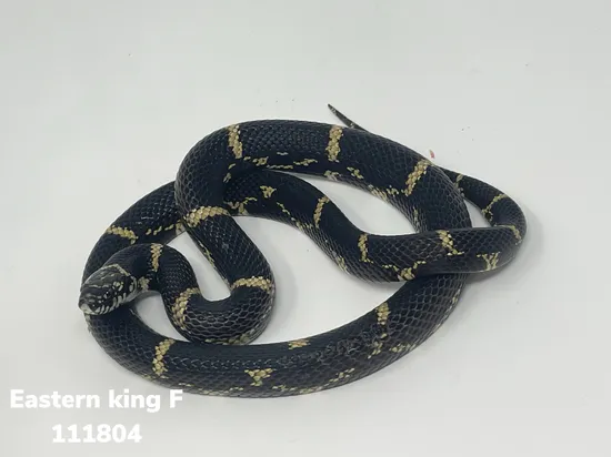Eastern King Let LTC Eastern King Eastern Kingsnake by Glades Reptiles