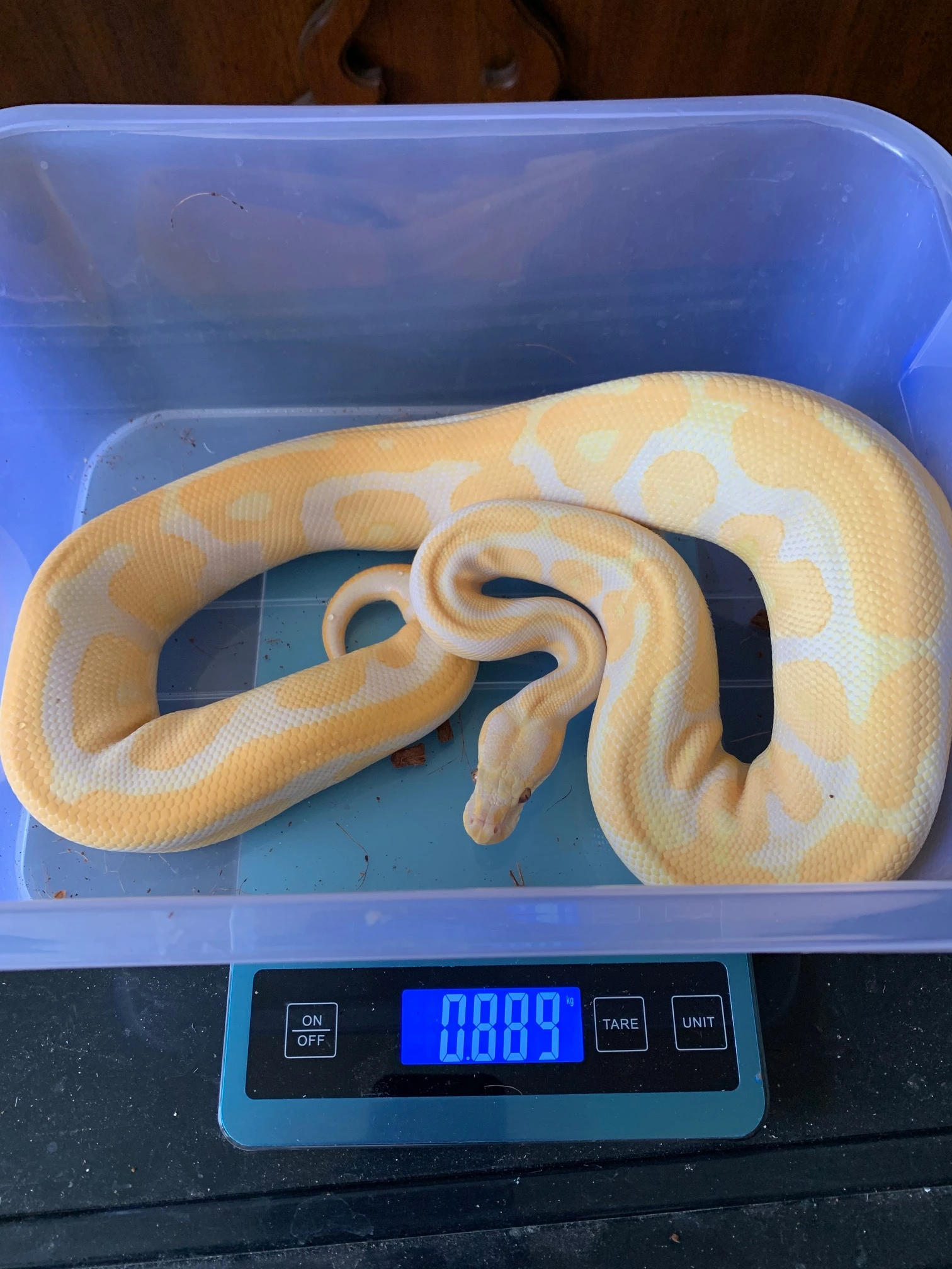 Leopard Lavender Albino 66% Het Pied (J.K.) Super Bright Ball