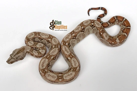 Super Hypo Sonoran Desert Dwarf Boa (100% Pure) Boa Constrictor by Glen ...
