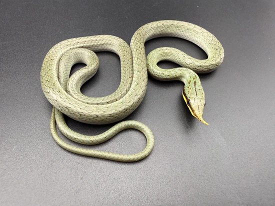 2024 Rhino Rat Snake Male Other Rat Snake by Great Lakes Herpetoculture