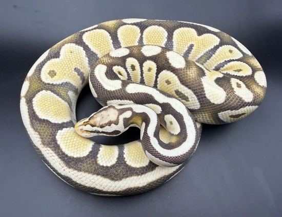 Ghost Proven Pastel Desert Ghost Proven Female Ball Python by Great Lakes Herpetoculture