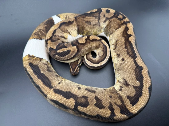 Low White Pied RTB Ball Python by Great Lakes Herpetoculture