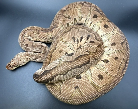 Pastel Clown Het Desert Ghost Het Hypo Ball Python by Great Lakes ...