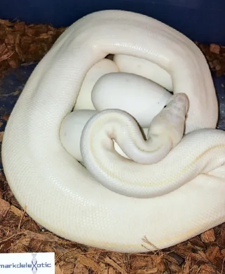 Ivory (Proven) Ball Python by Markdelexotic