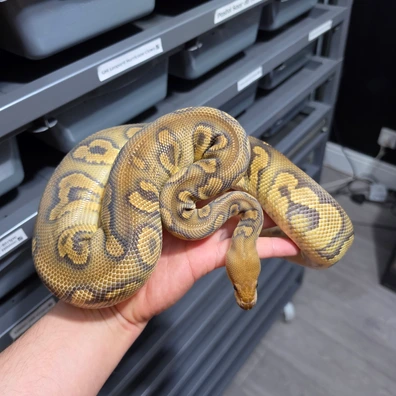 Stranger Clown Het Hypo Ball Python - male for sale from God of Pythons