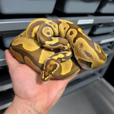 Leopard Enchi Dark Nova Ball Python - male for sale from God of Pythons