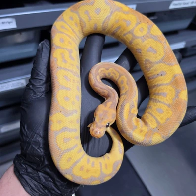 Banana Confusion Clown Ball Python - female for sale from God of Pythons